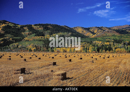 Hayfield und Ballen nach der Herbst-Ernte in Victor, Teton County, Idaho. Stockfoto