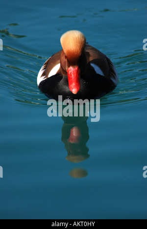 Rot crested Tafelenten, Netta Ruifna, Thunersee Schweiz Stockfoto