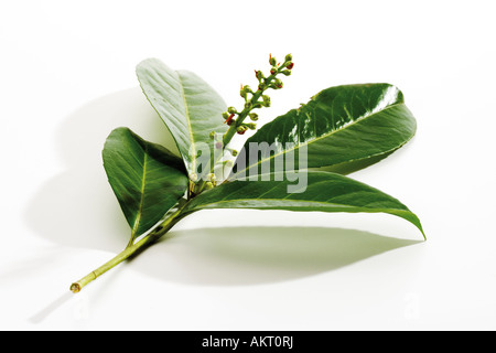 Kirschlorbeer (Prunus Laurocerasus), Nahaufnahme Stockfoto