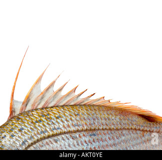 frische Dorade Dorad Speisefische stieg rot gelb offenem Mund Zähne SPARUS AURATA Stockfoto