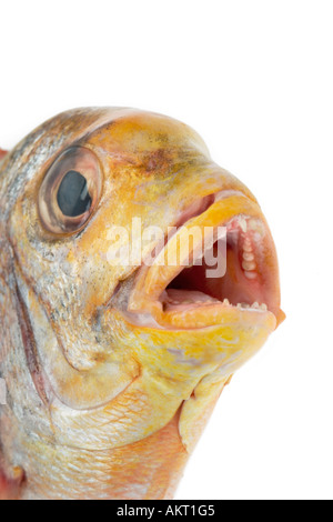 sehr frische Dorade Dorad Speisefische stieg rot gelb offenem Mund Zähne klar, dass Augen ganze SPARUS AURATA Fisch Stockfoto