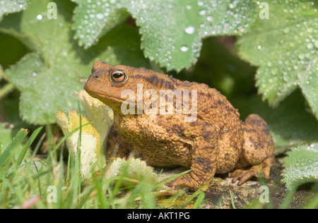 Kröte, Bufo bufo, groß und warzig auf dem Boden unter Regen Tropfen Blätter, Gras, Sussex UK Stockfoto