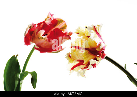 Tulpen Flaming Papageien, Nahaufnahme Stockfoto