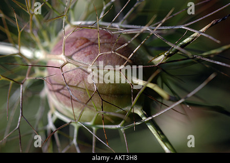 Nigella seedhead Stockfoto