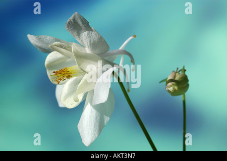 Aquilegia - Akelei Stockfoto