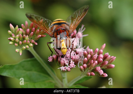 Hoverfly sammeln Nektar auf Hanfpflanze Stockfoto