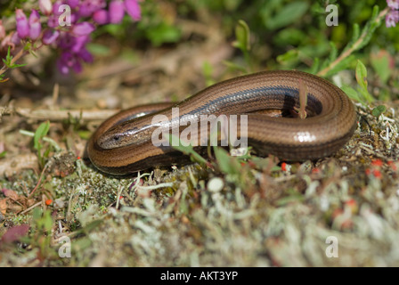 Der langsame Wurm Anguis fragilis hat sich auf dem Boden aufgewickelt und erwärmt sich bei Sonnenschein auf dem Stedham Common Midhurst Sussex UK Juli Stockfoto