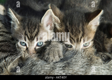 Zwei graue Tabby-Hauskätzchen, die von der Mutter saugen, Stockfoto