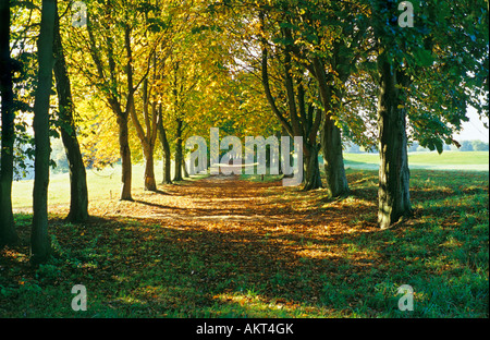 Ein herrlich sonniger Herbstmorgen Filtern durch eine Allee von Linden in Bowood Chippenham England UK EU Stockfoto