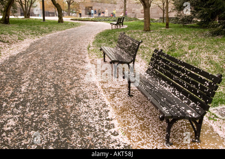 Ein Weg nach Gezeitenbecken in Washington, DC bedeckt in Kirschblüten. Stockfoto
