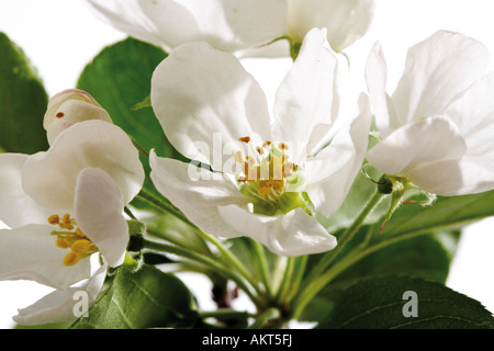 Zier-Apfel Blüten, Nahaufnahme Stockfoto