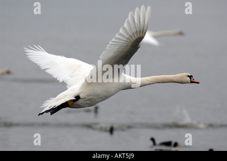 Schwäne im Abbotsbury Swannery in Dorset Stockfoto