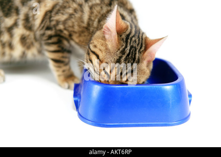 Bengal-Katze essen vom Teller isoliert auf weiss Stockfoto