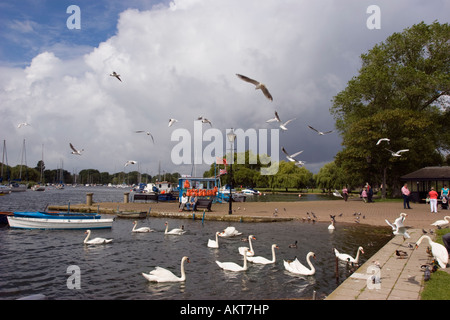 Schwäne füttern in Christchurch Quay am Fluss Stour in Dorset Stockfoto