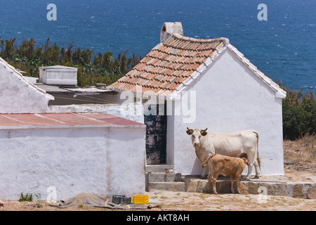 in der Nähe von Tarifa Costa De La Luz Cadiz Provinz Spanien Kuh Kalb neben typischen Bauernhaus mit Ozean hinter Fütterung Stockfoto