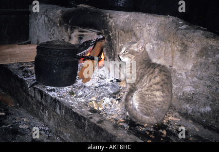 Katze durch einen Brand in der Lodge Everest Trail Nepal Stockfoto