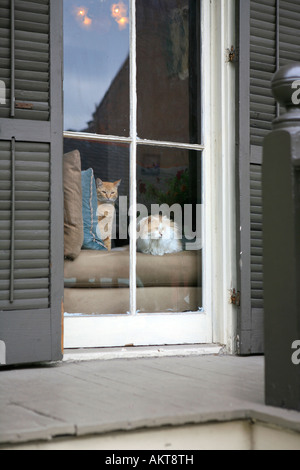 Zwei inländische Hauskatzen suchen Fenster Stockfoto