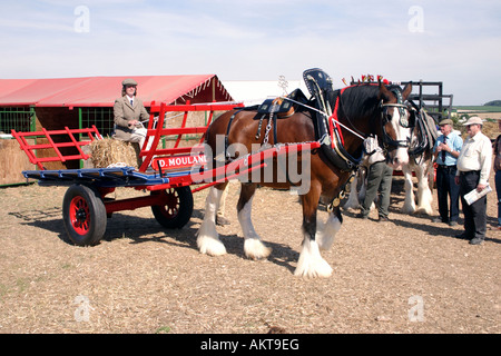 Shire Horse mit Fahrer ziehen Karren am Great Dorset Steam Rally 2005 Stockfoto