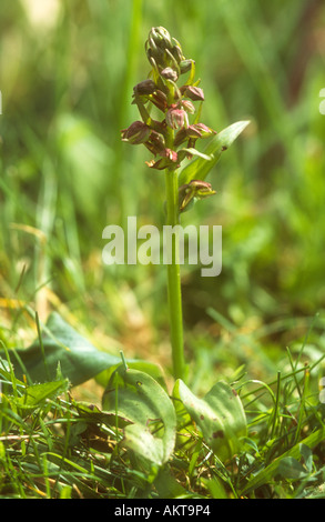 Frosch Orchidee Dactylorhiza Viridis Nahaufnahme der Pflanze in Blüte, Peak District, North Derbyshire, England Stockfoto