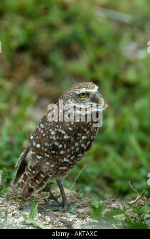 Kanincheneule Athene Cunicularia Erwachsenen stand neben Nest Burrow, Florida USA Stockfoto