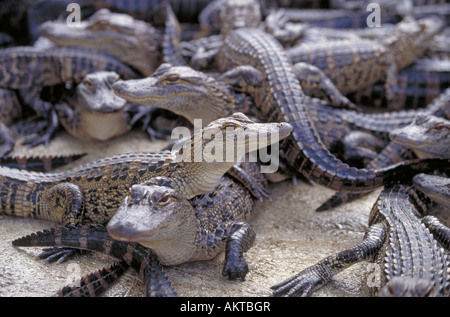 Eine Gruppe von Baby-Krokodile sonnen sich am Ufer eines Flusses Stockfoto