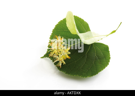 Lindenblüten und Blätter, close-up Stockfoto