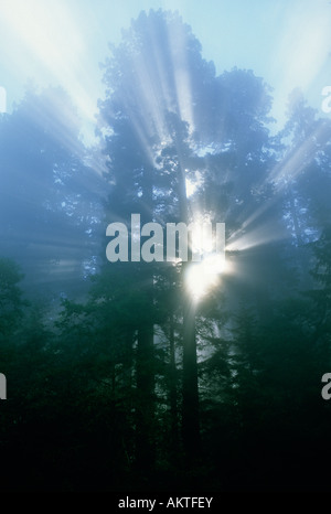 Redwood National Park, Lady Bird Grove, nebligen Morgen in Redwoods, California Juni Stockfoto