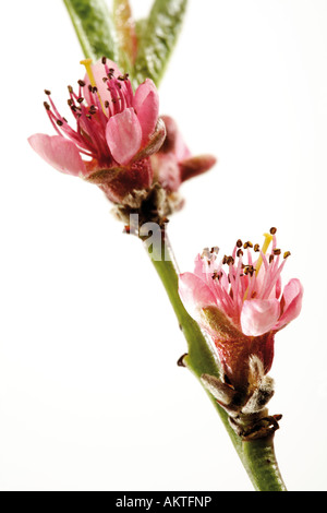 Blüten der Pfirsich-Baum (Prunus Persica), Nahaufnahme Stockfoto