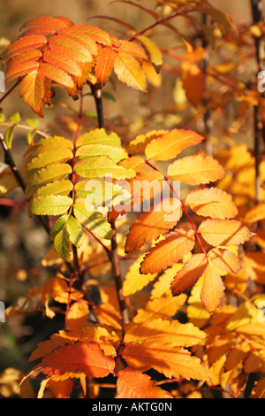 Nahaufnahme der Blätter im Herbst schöne Farbe und Textur Stockfoto