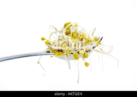 Rettich-Sprossen, close-up Stockfoto