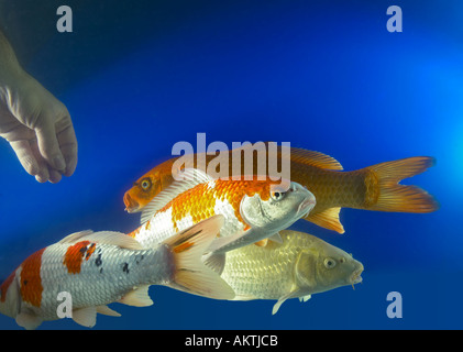 KOI Koifish Karpfen Carpio Cyprinus Goldfisch hand Futter gefüttert, Fütterung Stockfoto