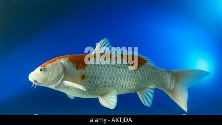 KOI Koifish Karpfen Carpio Cyprinus Goldfische füttern 1 einziges Stockfoto