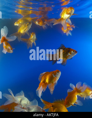 KOI Koifish Karpfen Carpio Cyprinus Goldfische füttern Stockfoto