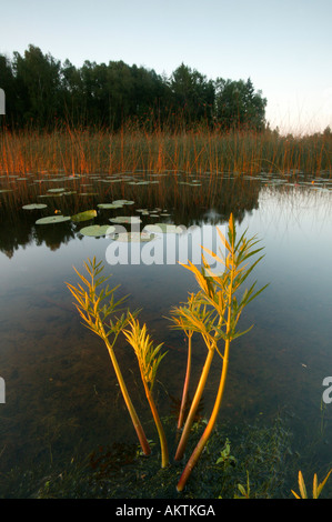 Frühen Sommermorgen in den See Vansjø in Østfold, Norwegen. Vansjø ist ein Teil des Wassers, das System namens Morsavassdraget. Stockfoto