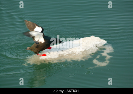 Black Guillemot springt auf ein Eis Flocke auf Spitzbergen, Norwegen Stockfoto