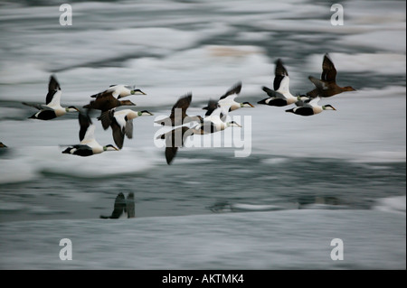 Gewöhnlicher Eider, Somateria mollissima, im Flug über Billefjorden, Spitzbergen, Spitzbergen, Svalbard, Norwegen. Stockfoto