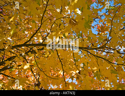 Goldener Herbst lässt auf ein Ahornbaum Stockfoto