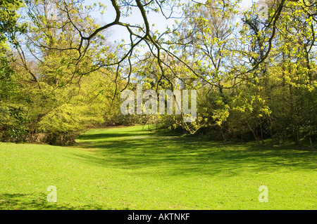 Frühling Laub und Weide in der Nähe von Silverdale im Bereich Arnside Silverdale von außergewöhnlicher natürlicher Schönheit Stockfoto