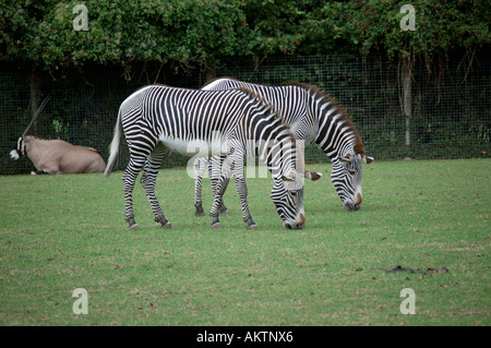 Ein paar Grevy s Zebras grasen in einem Feld Stockfoto