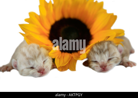 Zwei Kätzchen mit gelben Sonnenblumen isoliert auf weiss Stockfoto