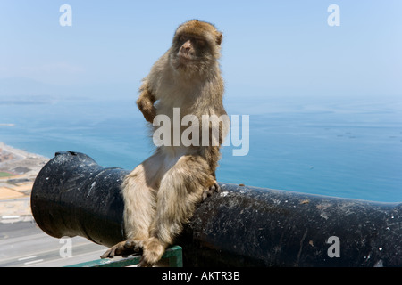 Barbary Affe und Blick über den Hafen, oberen Felsen Gibraltar Stockfoto