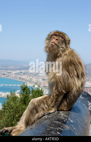 Barbary Affe und Blick auf den Hafen, La Linea, oberen Felsen Gibraltar Stockfoto