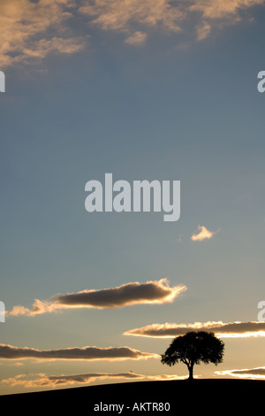 Ein Sommerabend s in Yorkshire England UK mit einer Silhouette eines Baumes gegen einen orangefarbenen Himmel Sonnenuntergang Stockfoto