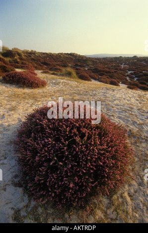 Heather in der Nähe von Studland Dorset England UK Stockfoto