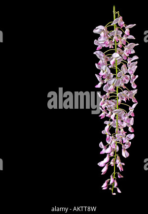 Wisteria Floribunda Rosea Stockfoto