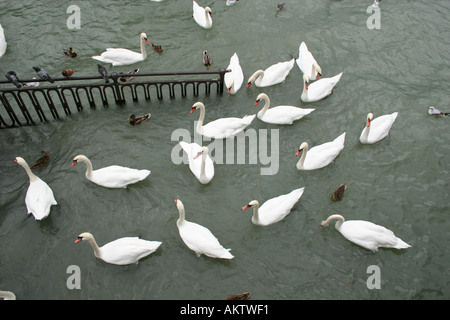 Schwäne auf dem See in Genf Stockfoto