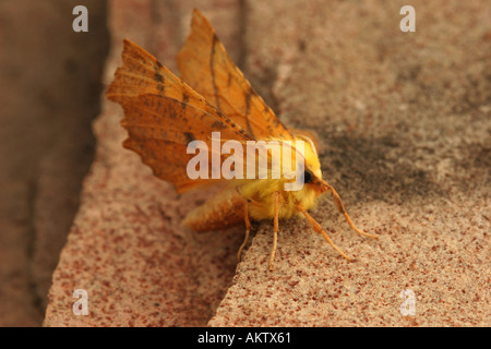 Kanarische geschultert Thorn Moth Ennomos Alniaria auf Sandstein Stockfoto