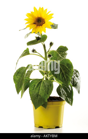 Topf Sonnenblume, close-up Stockfoto