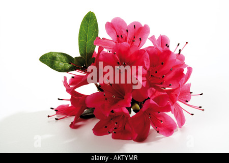 Azalee, Rhododendron Simsii, Nahaufnahme Stockfoto