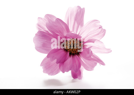 Kosmos, close-up Stockfoto